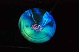 video projected onto speaker.